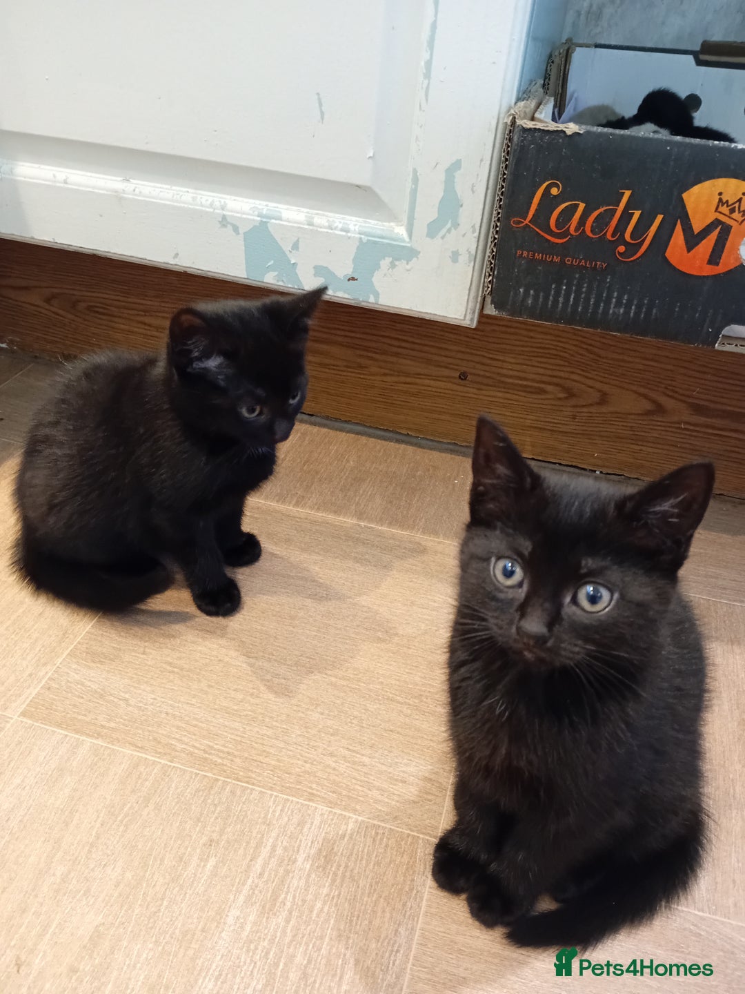 Mixed Breed cats for sale: Jolanta - Image 7