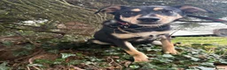 Mixed Breed dogs for adoption: Judy - Norwich Norfolk  - Advert 8