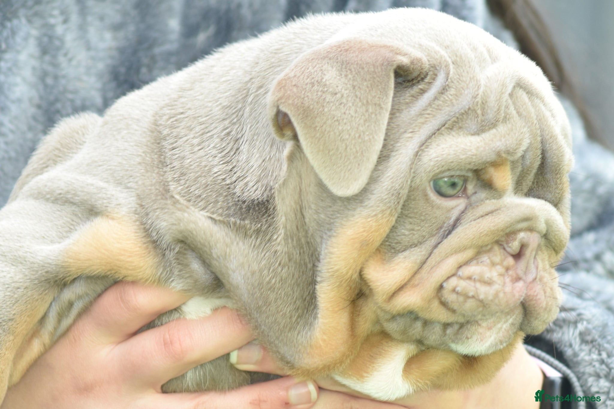 English Bulldog dogs Outstanding Male Bulldog AVAILABLE NOW - Advert 5