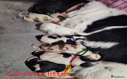 Cavalier King Charles Spaniel dogs for sale:  Cavalier King Charles Spaniel Puppies for Sale  - Image 3