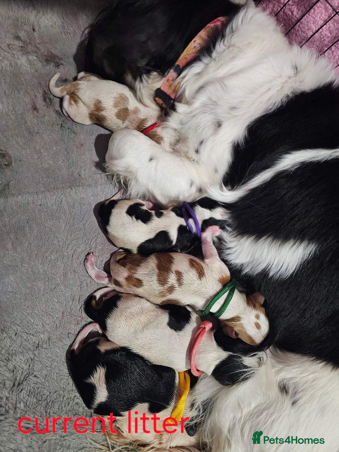 Cavalier King Charles Spaniel dogs for sale:  Cavalier King Charles Spaniel Puppies for Sale  - Image 3