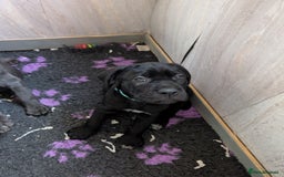 Cane Corso dogs for sale: Cane corso puppies.. - Image 16