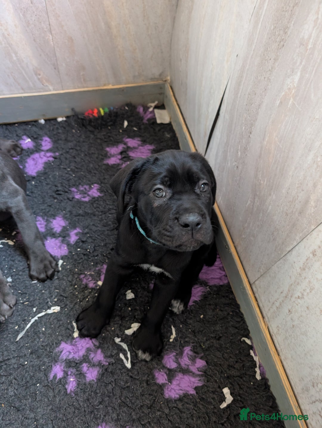 Cane Corso dogs for sale: Cane corso puppies.. - Image 16