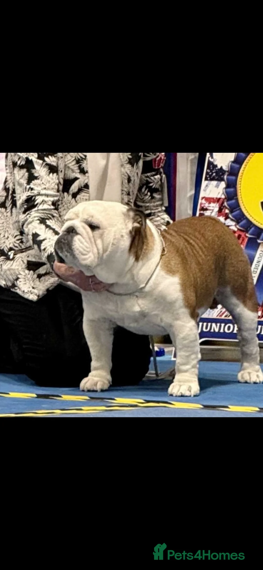 English Bulldog dogs for stud: Health tested champion bulldog at stud - Advert 2