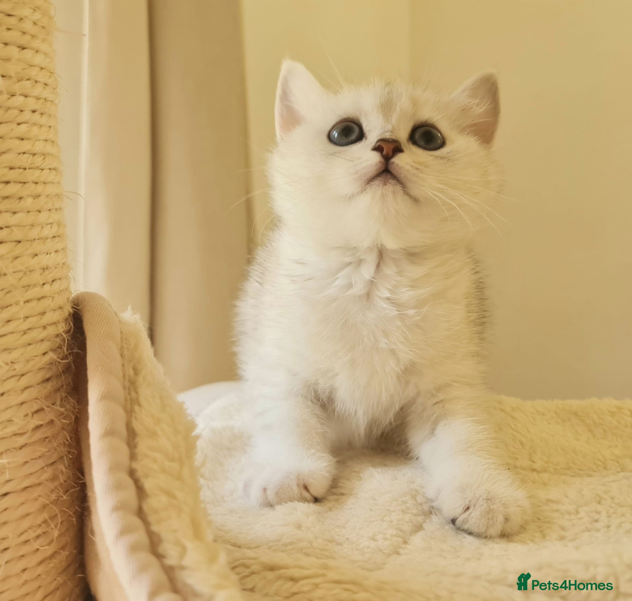 British Shorthair cats BRITISH SHORTHAIR KITTEN BLUE EYES  - Advert 1
