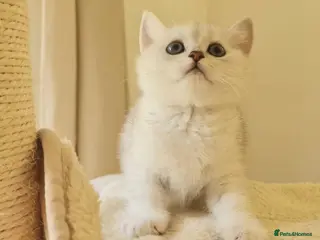 British Shorthair cats BRITISH SHORTHAIR KITTEN BLUE EYES - Advert 2