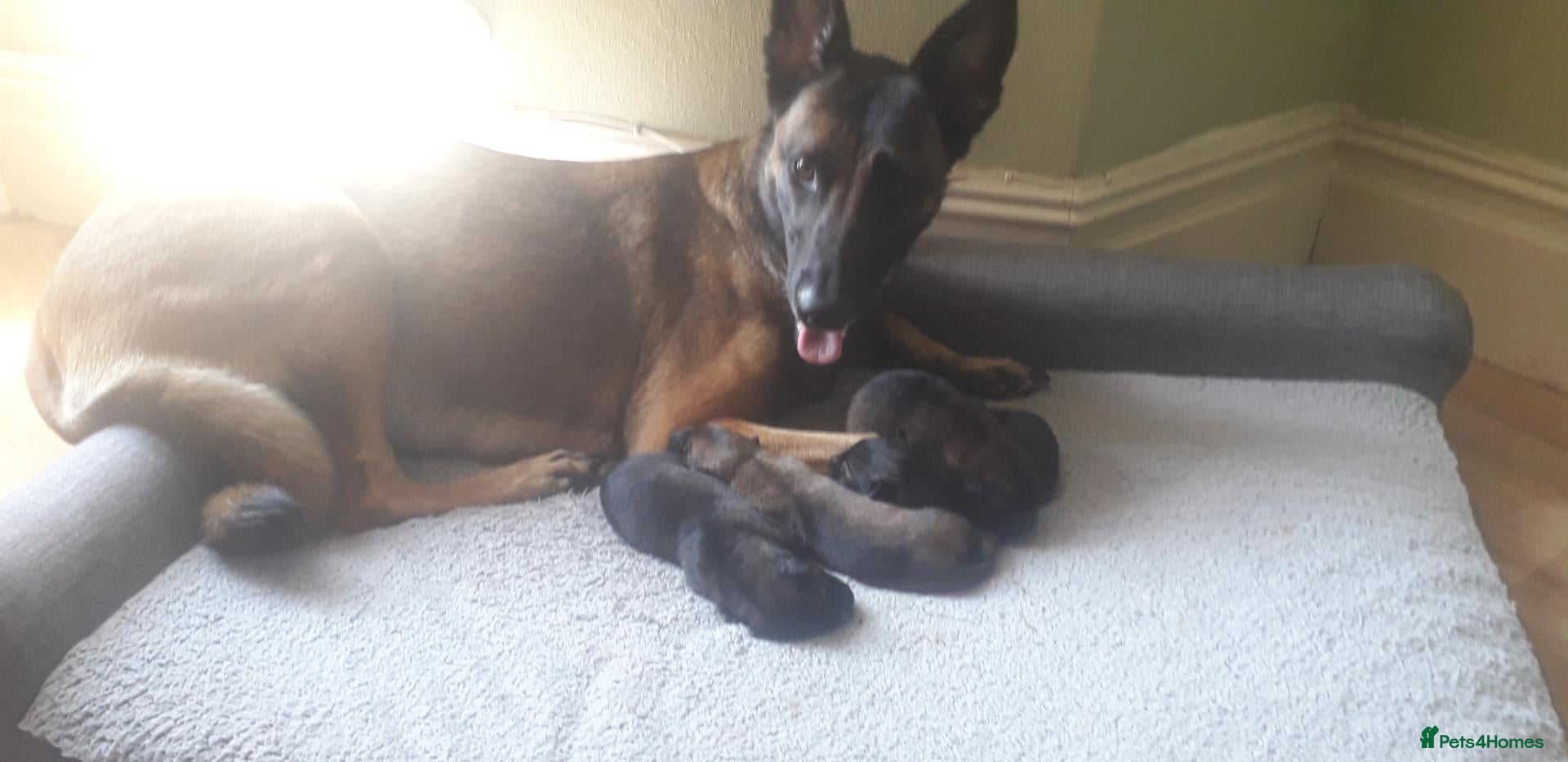 Belgian Shepherd Dog dogs 4 Belgian shepherd pups  - Advert 5
