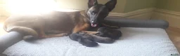 Belgian Shepherd Dog dogs for sale: 4 Belgian shepherd pups  - Advert 1