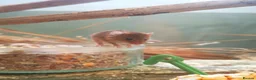 Mouse rodents for sale: Harvest mice  - Advert 3