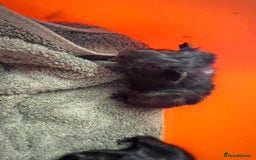 Guinea Pig rodents for sale: Baby guinea pigs - Image 7