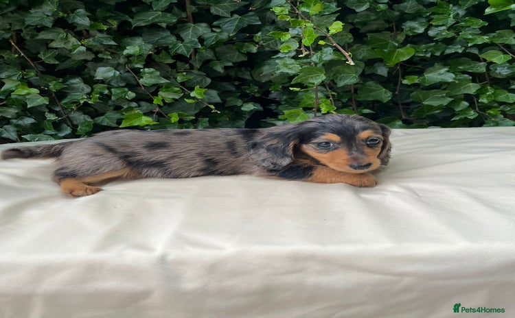 Dachshund dogs - Advert 16