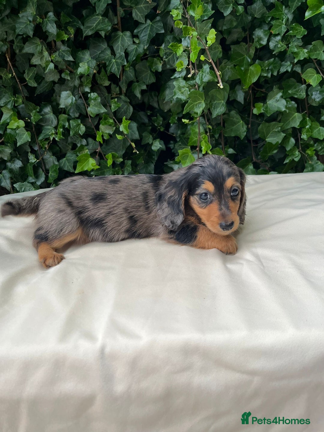 Dachshund dogs for sale: Beautiful miniature dashund  - Image 1