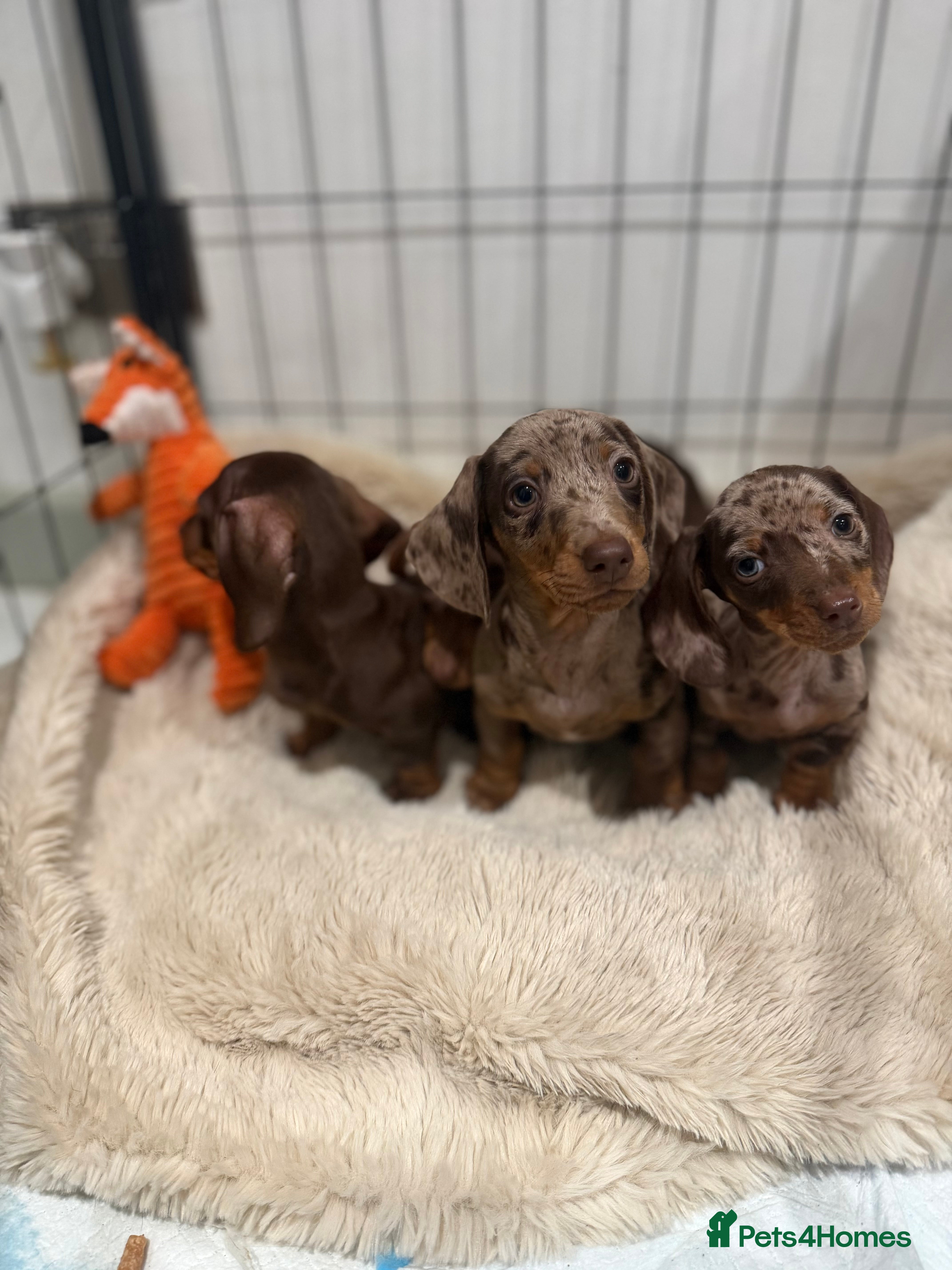 Miniature Dachshund dogs KC Reg Miniature Dachshunds Dapple Isabella    - Advert 18