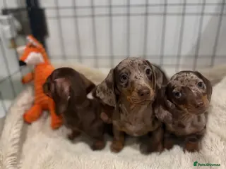 Miniature Dachshund dogs KC Reg Miniature Dachshunds Dapple Isabella - Advert 18