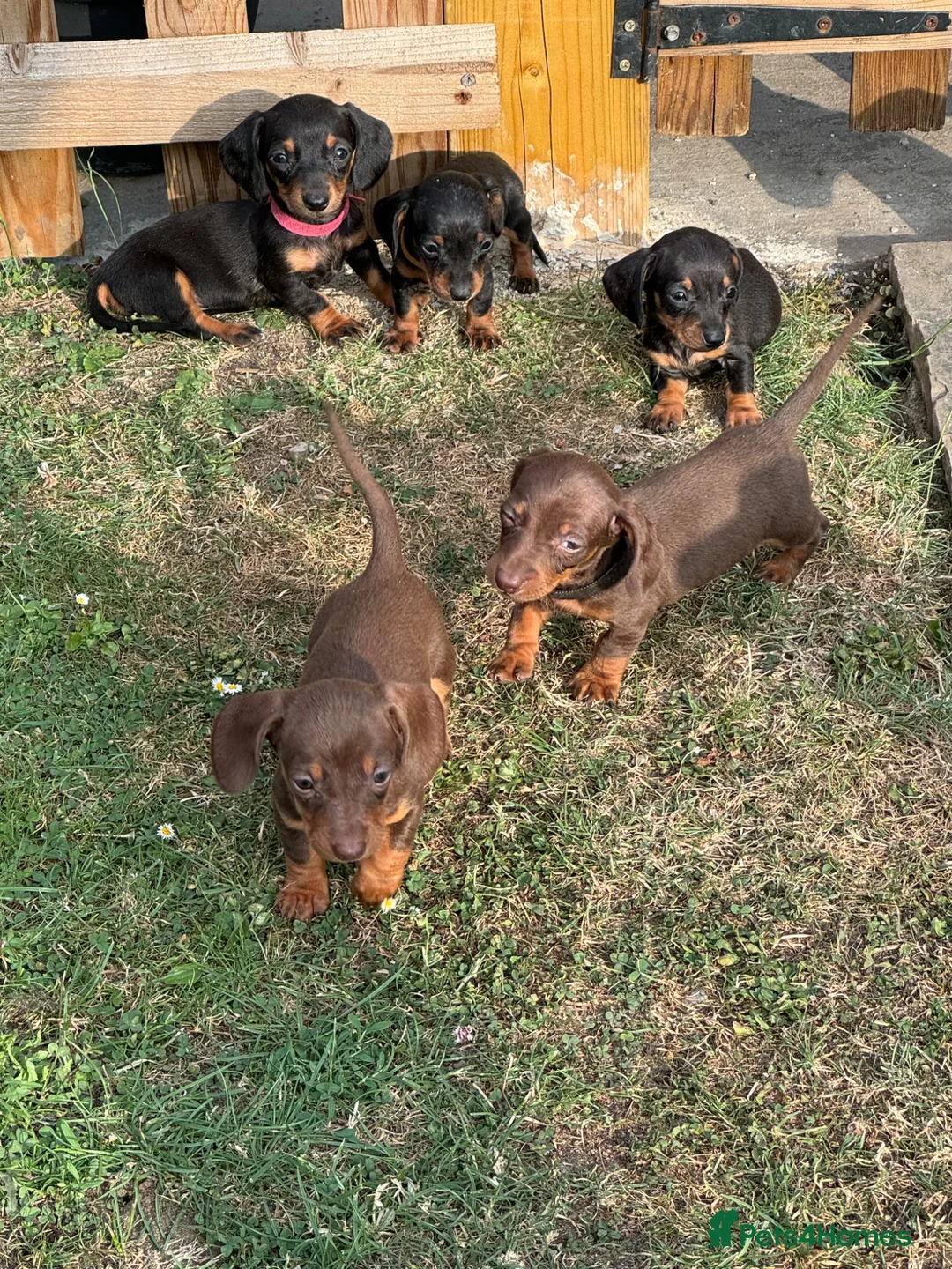 Miniature Dachshund dogs for sale: Ready now Miniature dachshund girls - Advert 1