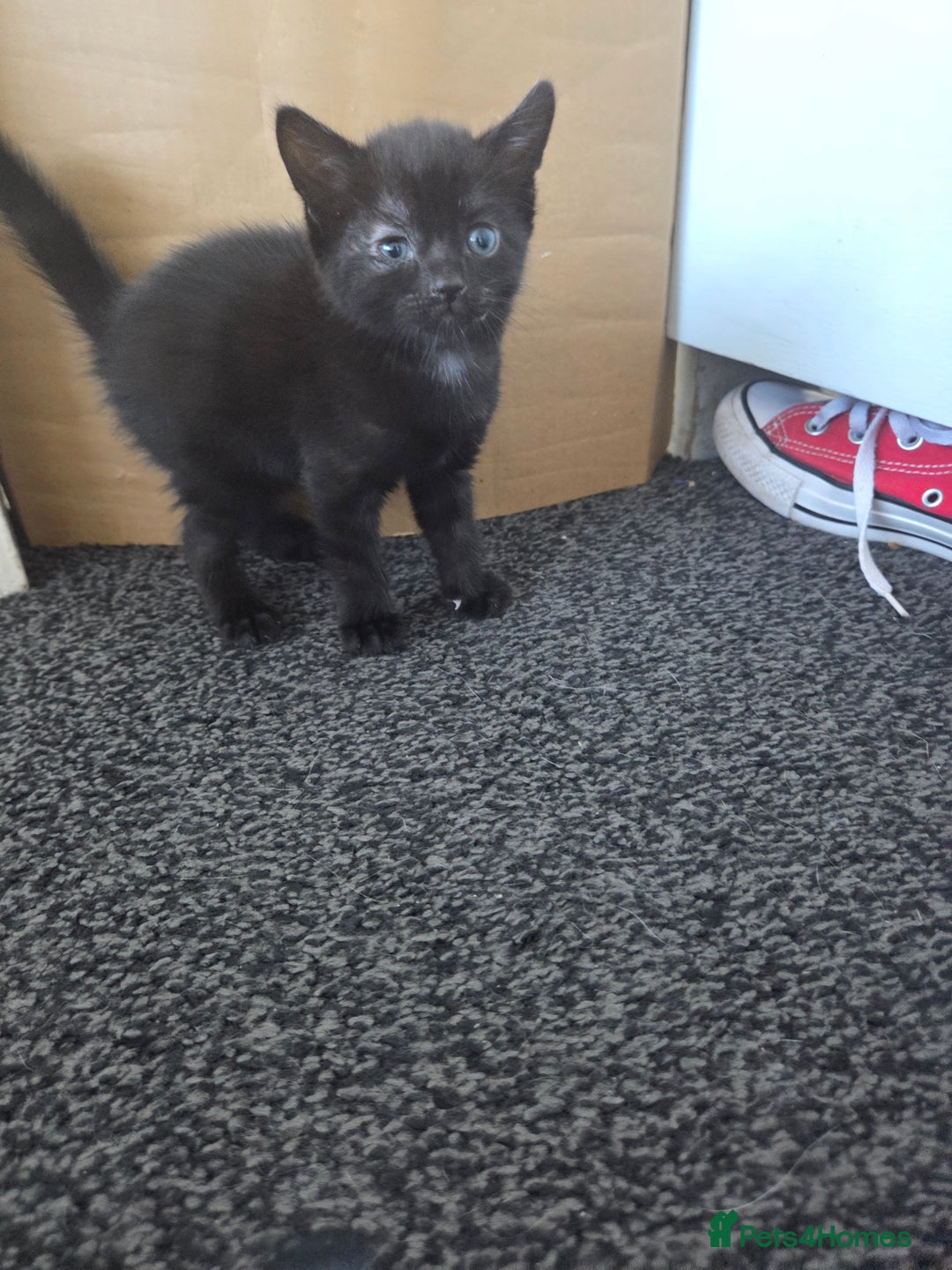Mixed Breed cats for sale: Two beautiful girls. Ready to leave Saturday  - Image 10