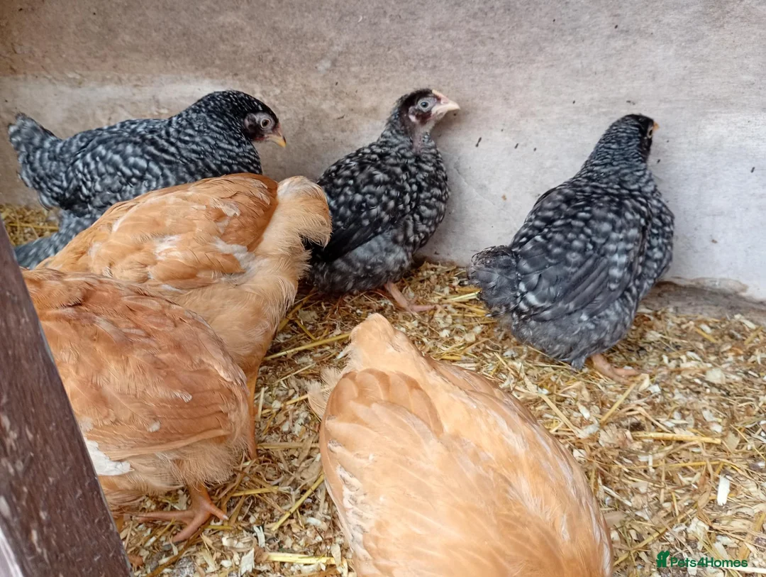 Chickens poultry for sale: Young female pullets - Advert 2