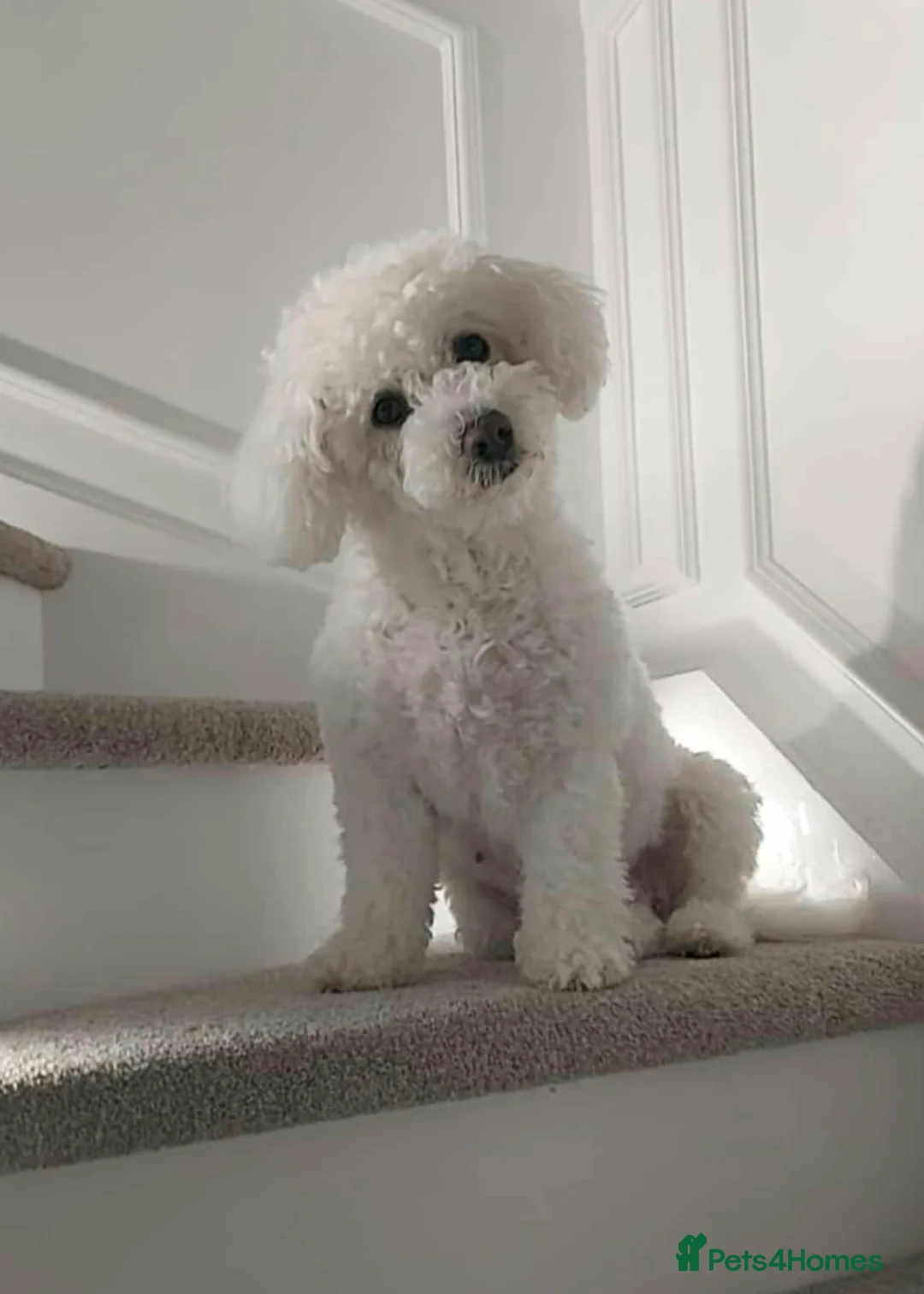 Poochon dogs for sale: Toy Poochon - Advert 5