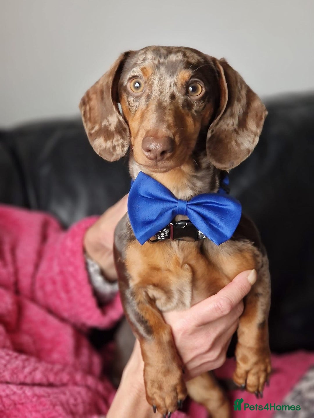 Miniature Dachshund dogs for sale: Miniature Dachshund puppies for sale     - Image 12