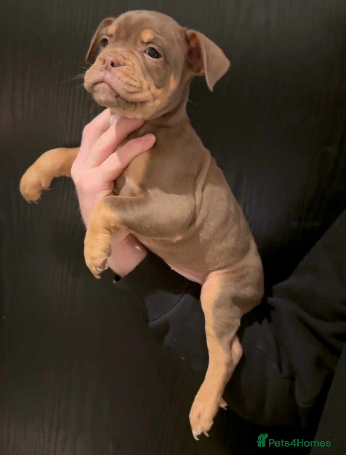Olde English Bulldogge dogs Olde English bulldog puppies  - Advert 2