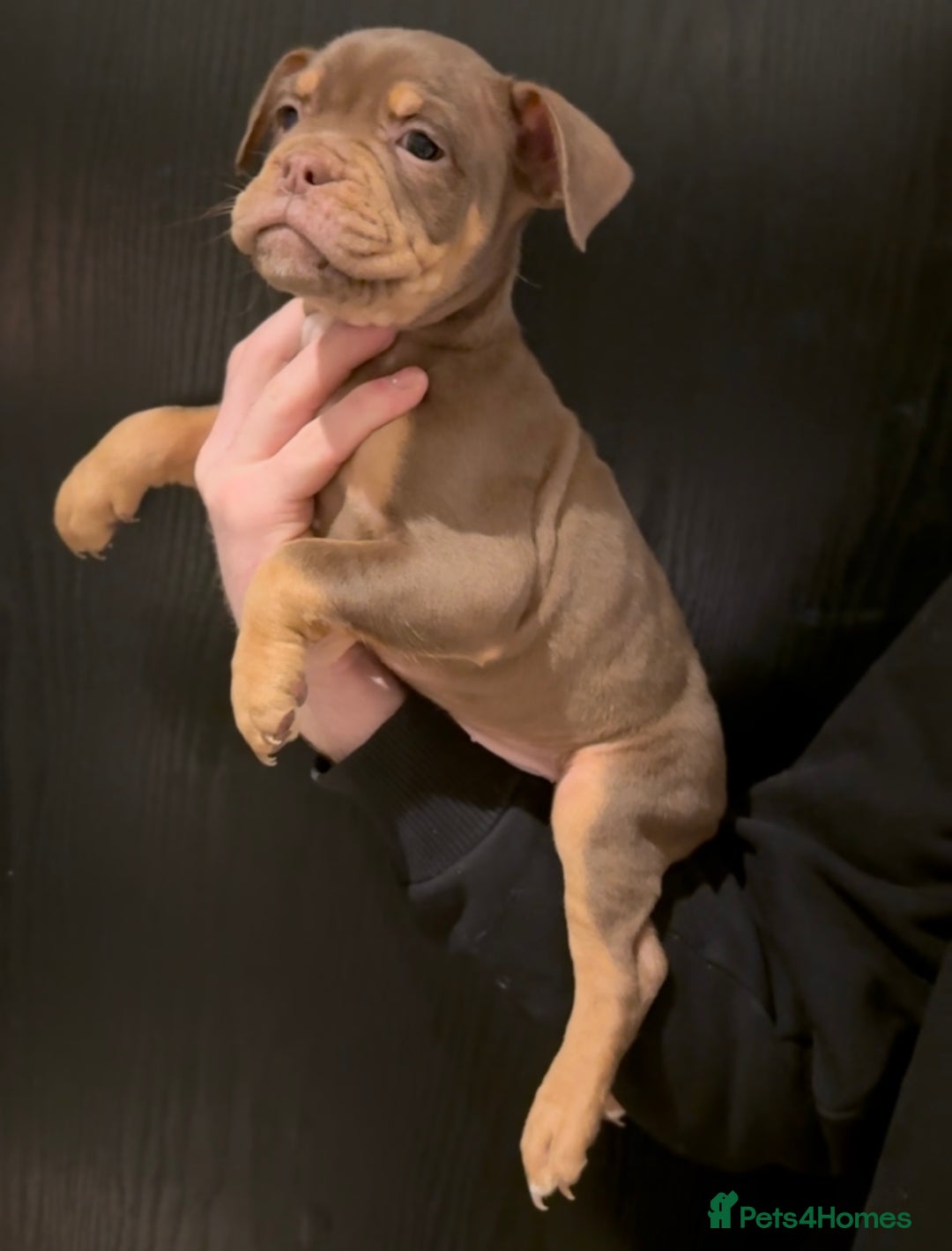 Olde English Bulldogge dogs for sale: Olde English bulldog puppies  - Advert 1