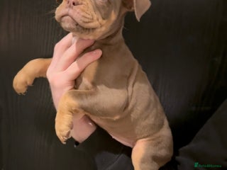 Olde English Bulldogge dogs Olde English bulldog puppies - Advert 3