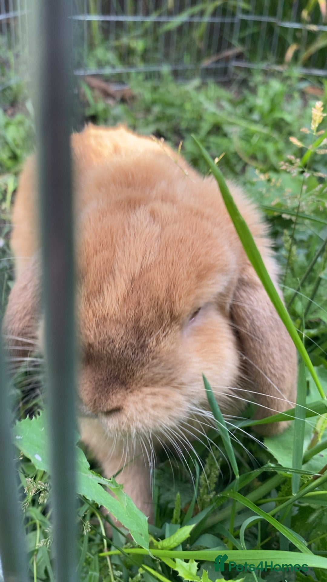 Mini Lion Lop rabbits for sale: Marshmallow  - Image 4