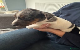 Jack Russell dogs for sale: Pure bred merle short legged jack Russell  - Image 9