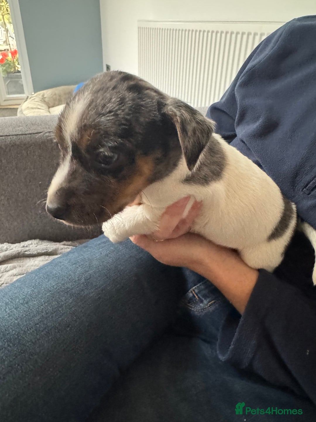 Jack Russell dogs for sale: Pure bred merle short legged jack Russell  - Image 9