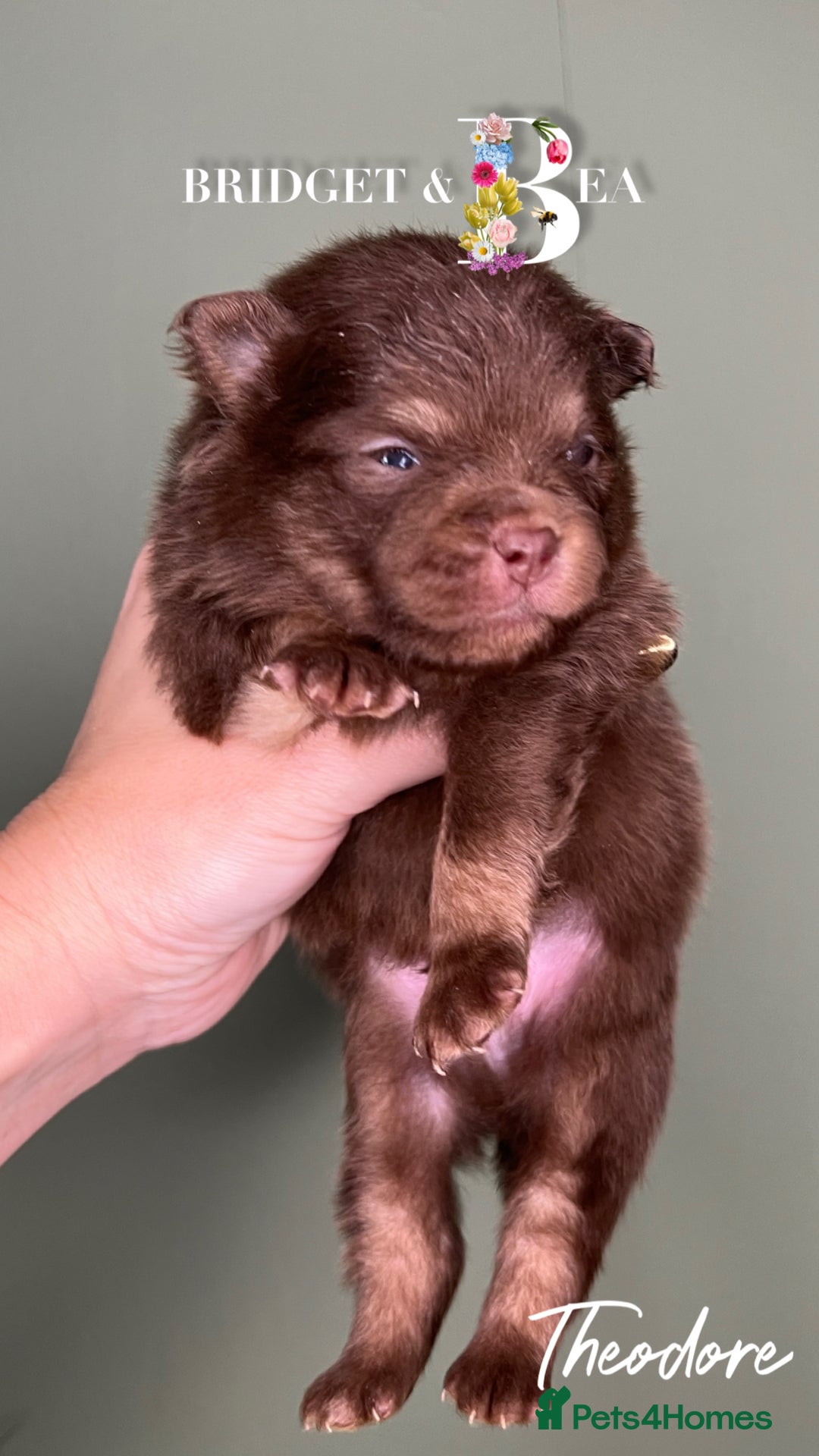 Pomeranian dogs for sale: 💛PUPPIES ARRIVED 💛 - Advert 34