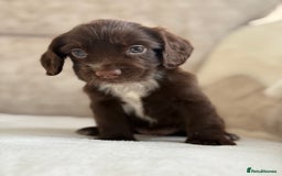 Cocker Spaniel dogs for sale: Stunning cocker spaniel puppies  - Image 7