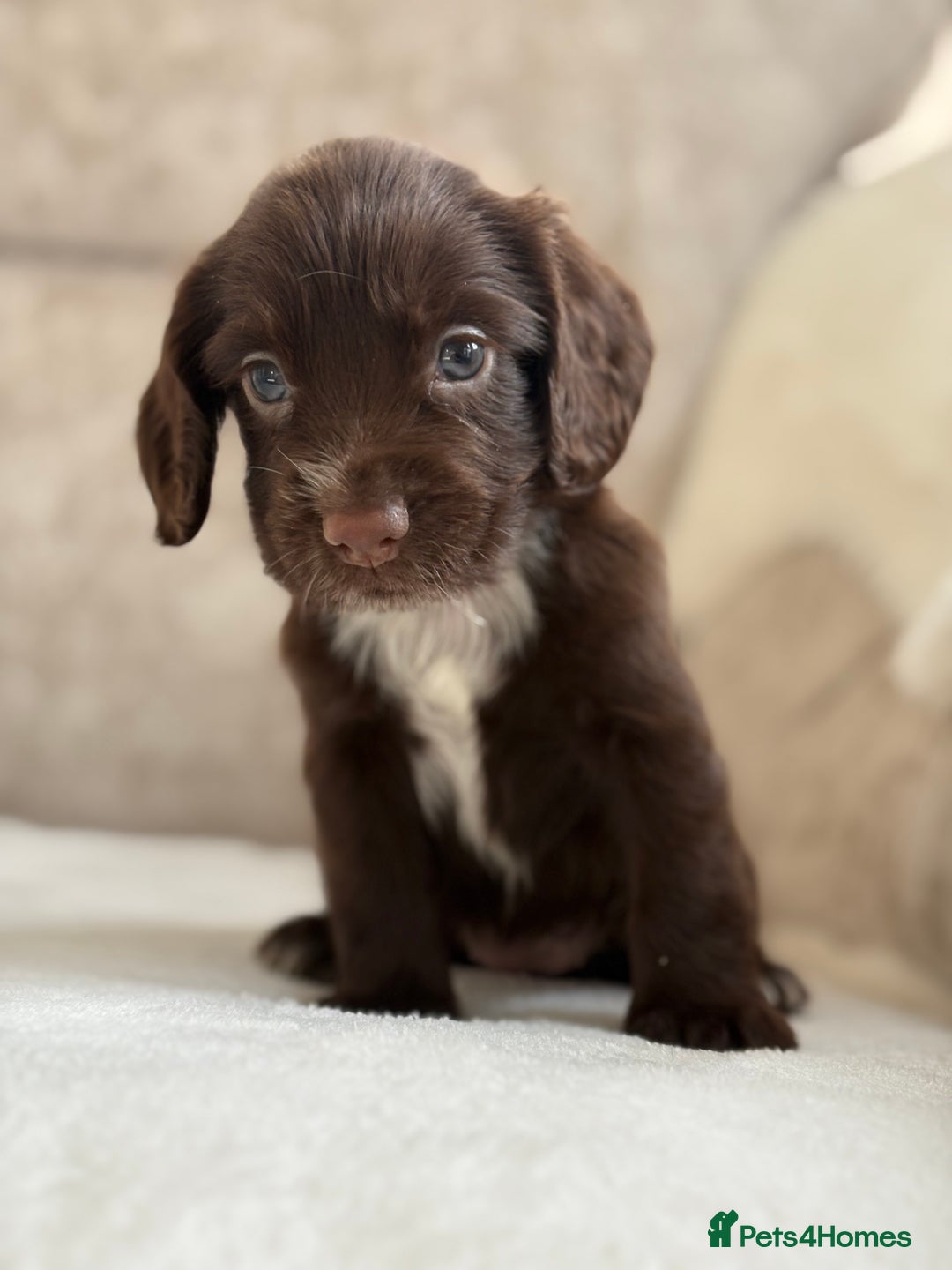 Cocker Spaniel dogs for sale: Stunning cocker spaniel puppies  - Image 7