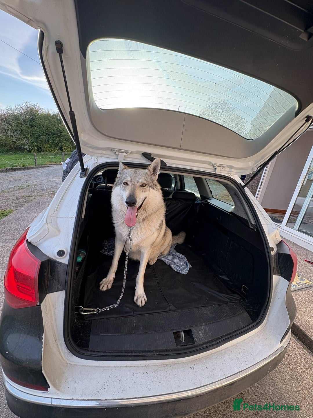 Saarloos Wolfdog dogs for sale: Rare Wolfdog Pups - Socialised & Highly Trainable - Image 37