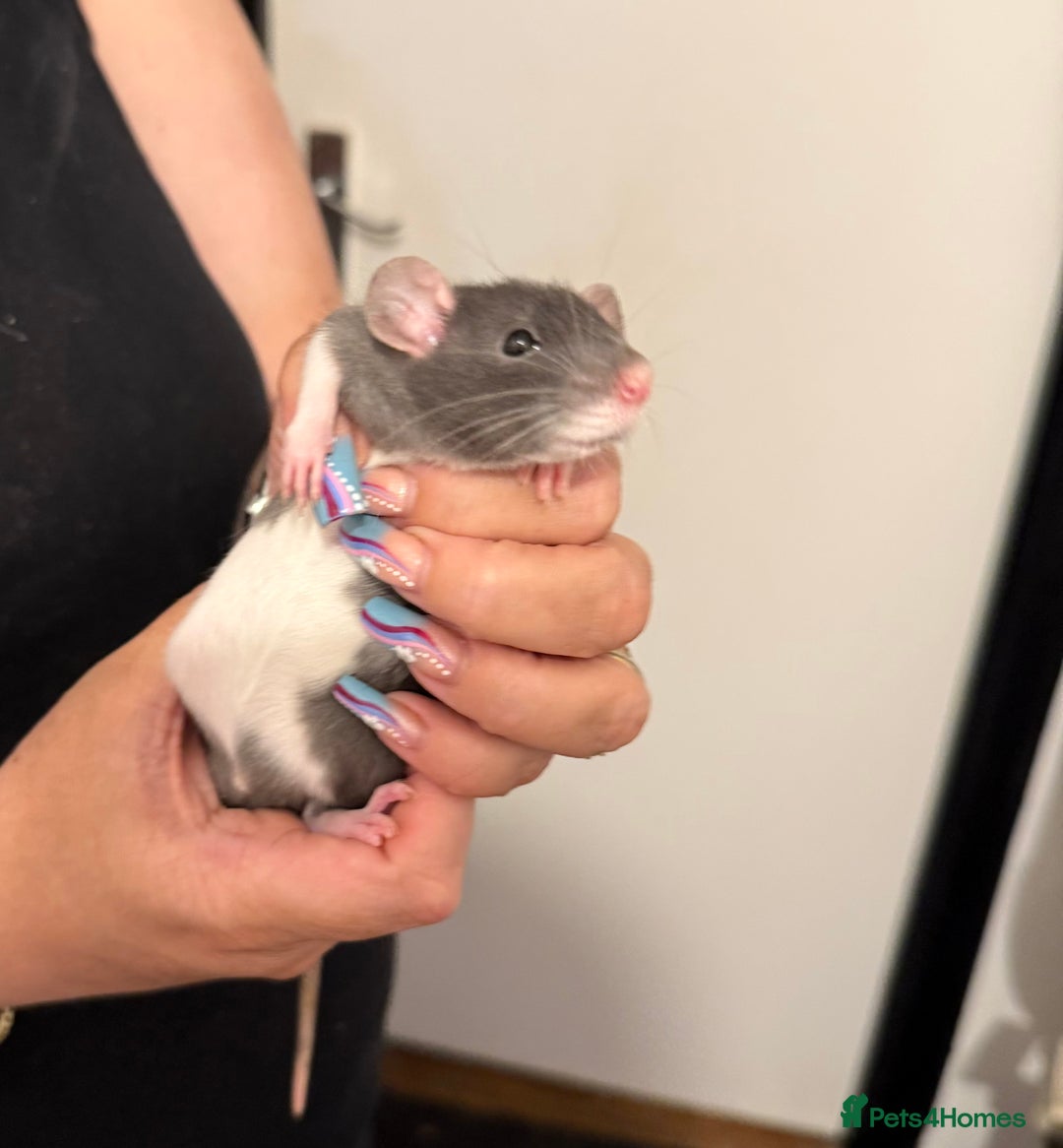 Rat rodents for sale: Beautiful Dumbo baby rats  - Image 7
