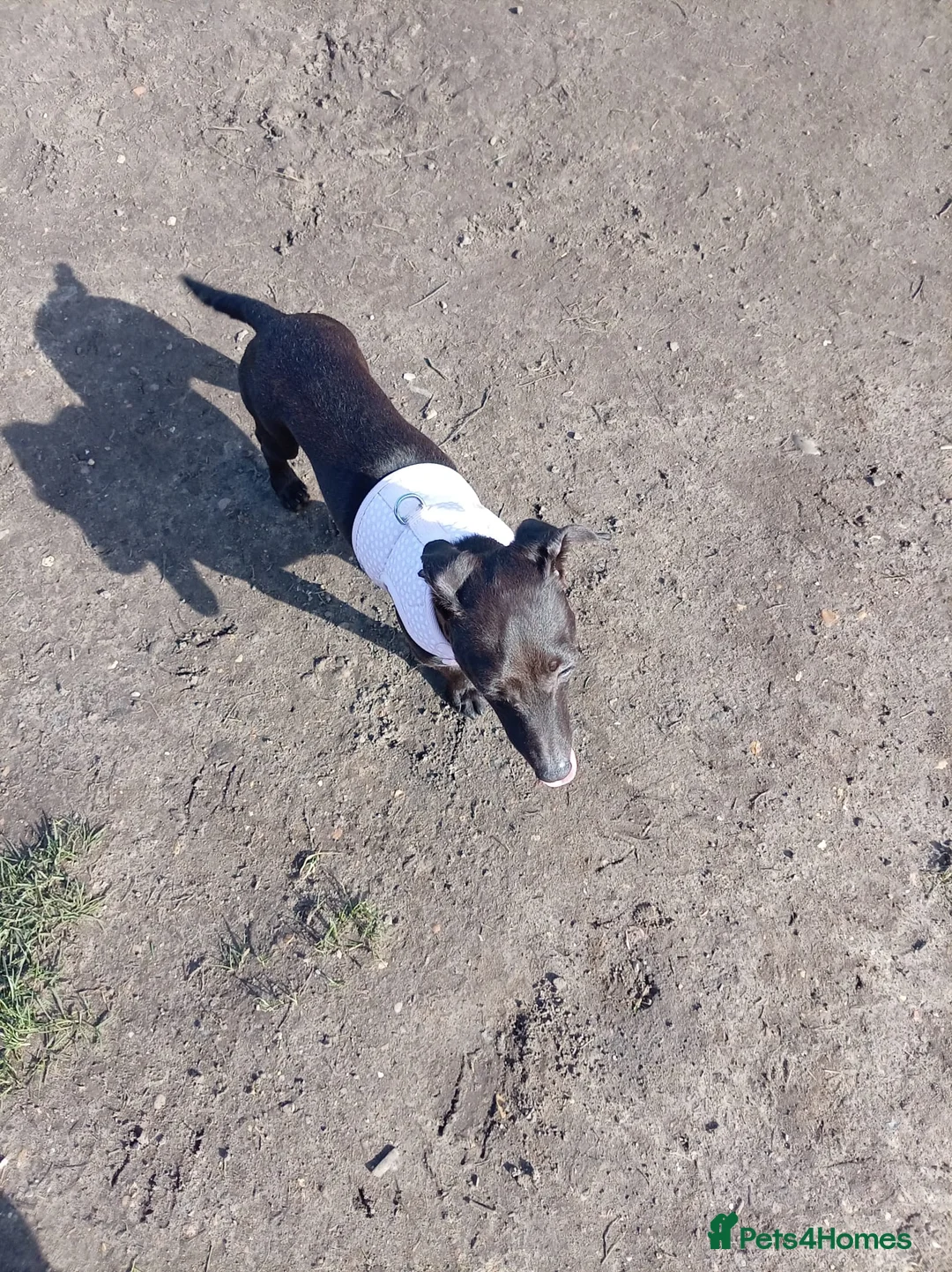 Dachshund dogs for sale: Puppy - Advert 2