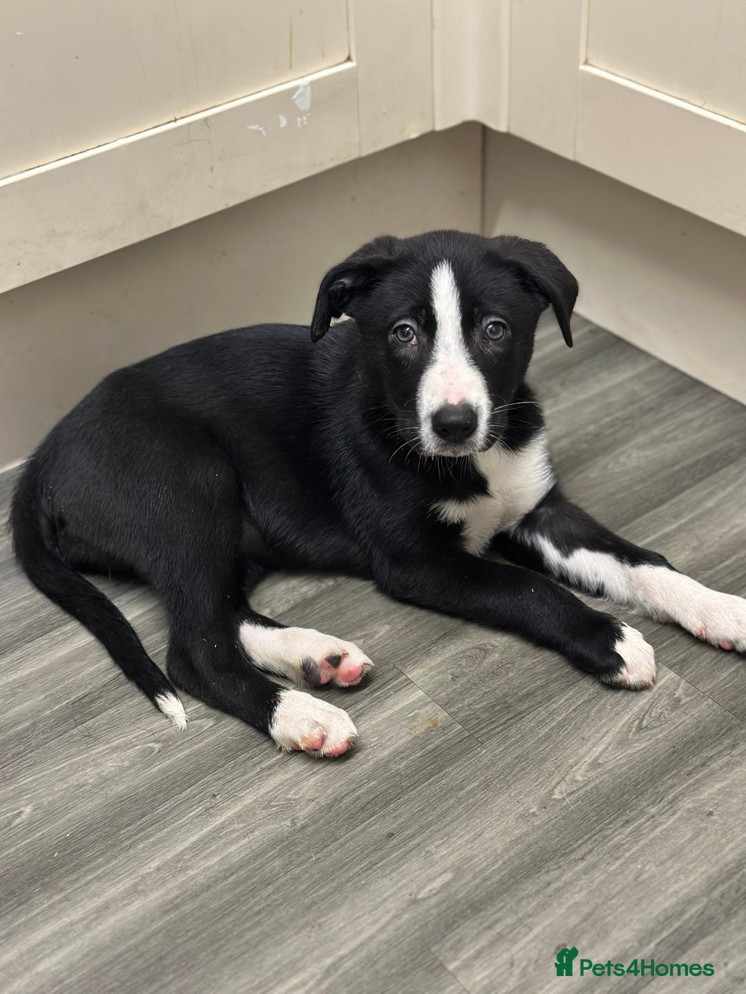 Mixed Breed dogs for sale: Border Collie x Whippet  - Image 6