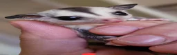 Sugar Glider rodents for sale: Baby sugar gliders  - Advert 3