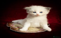 Ragdoll cats for sale: Ragdoll Bicolor Kitten Girl TICA REDUCED!!! - Image 6