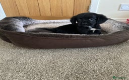 Cocker Spaniel dogs for sale: Cocker spaniel puppies  - Image 19