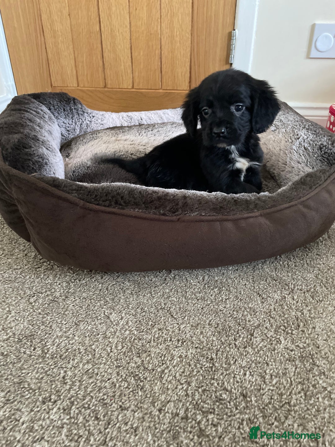 Cocker Spaniel dogs for sale: Cocker spaniel puppies  - Image 19