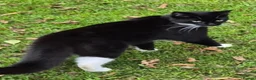 Mixed Breed cats for sale: One male and female siblings cat  - Advert 2