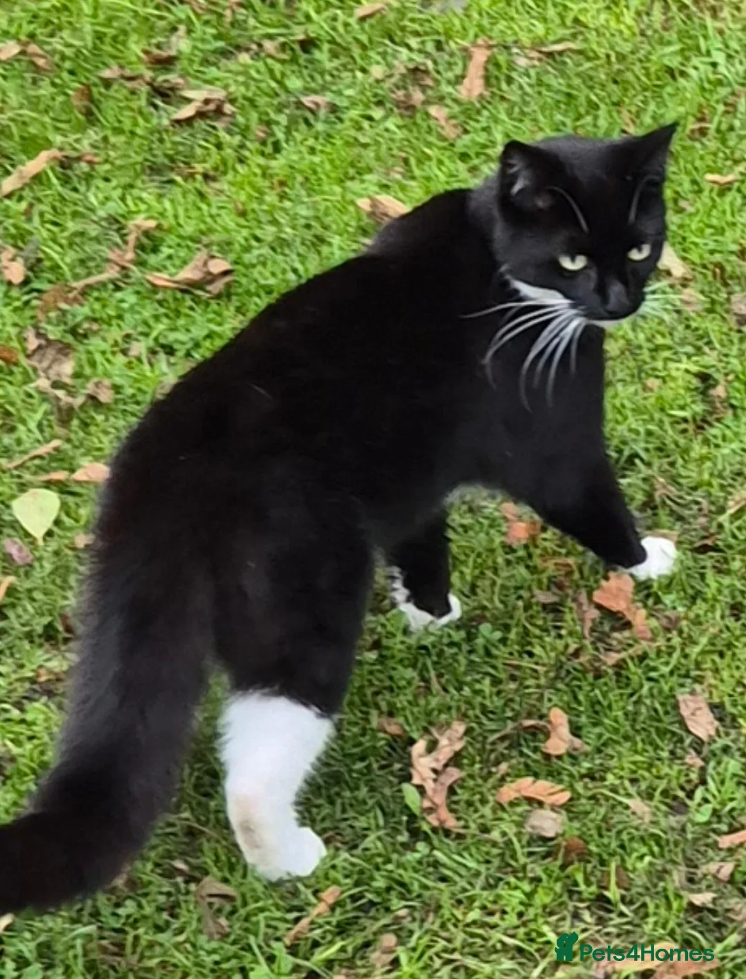 Mixed Breed cats for sale: One male and female siblings cat  - Advert 2