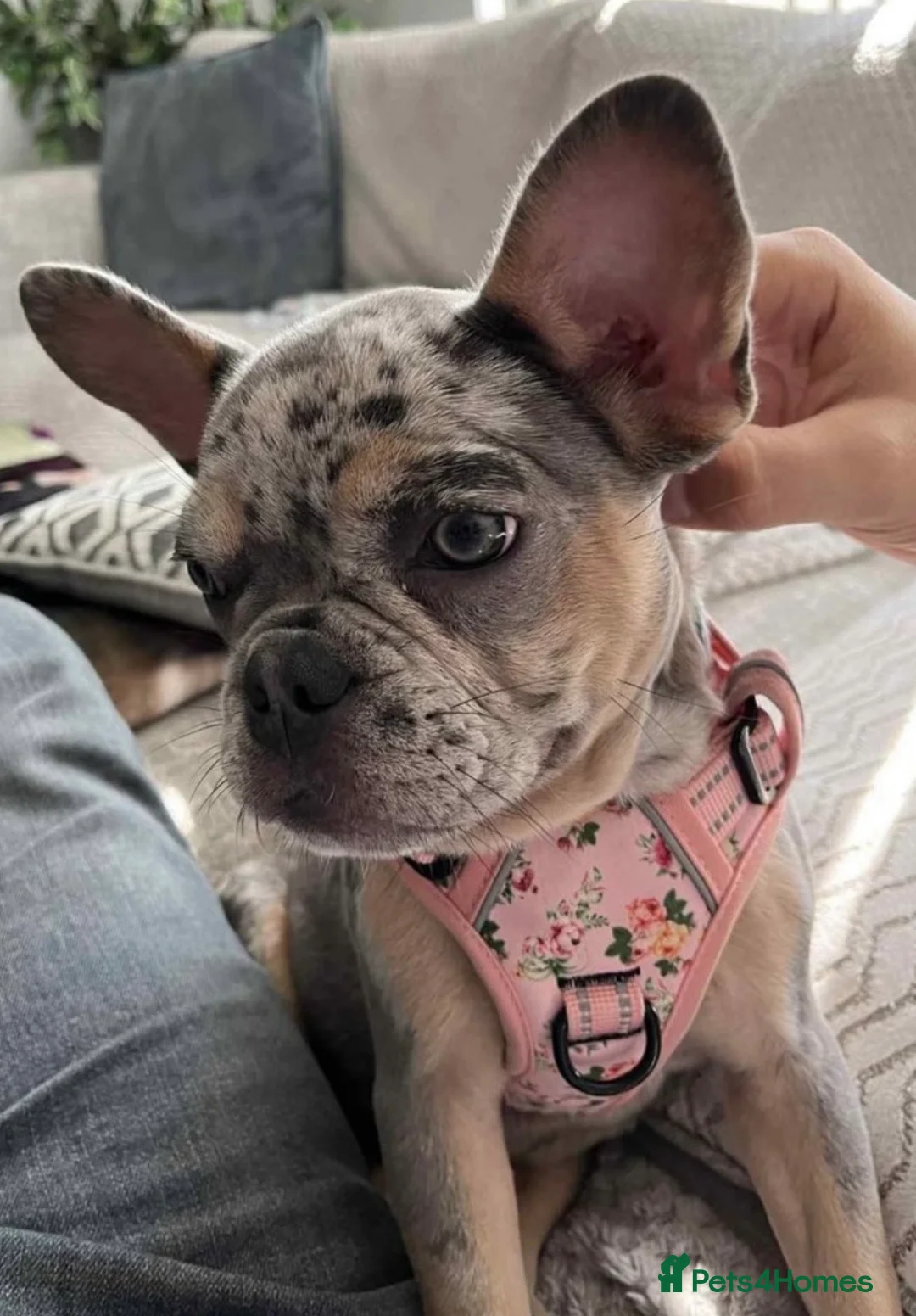 French Bulldog dogs for sale: French Bulldog Blue Merle Female Stunning Girl - Advert 6
