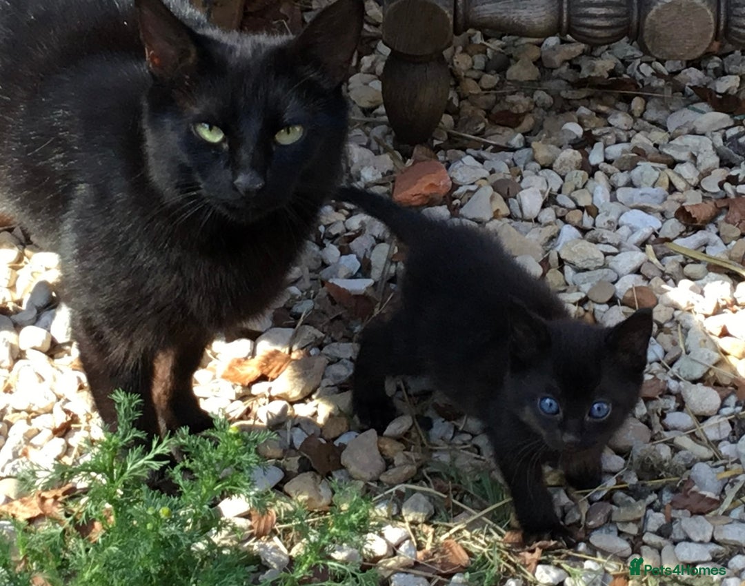 Mixed Breed cats for sale: Kittens - Mid Wales- £25 - Image 4