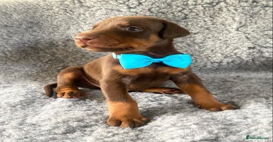 Dobermann dogs - Advert 6