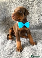 Dobermann dogs - Advert 8