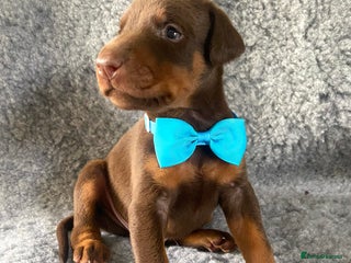 Dobermann dogs - Advert 6