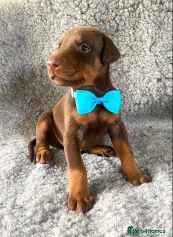 Dobermann dogs - Advert 2