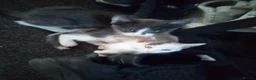 Mixed Breed cats for sale: Kittens in Wakefield - Advert 5