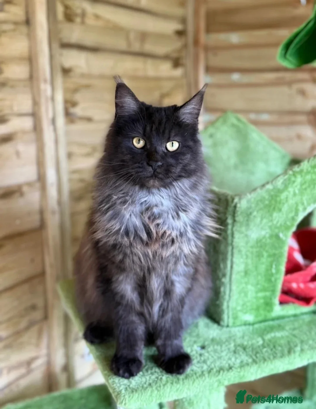 Maine Coon cats for sale: Gorgeous active female smoke silver maine coon - Advert 1